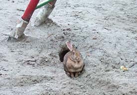 Freiburg Wiehre rabbit photo