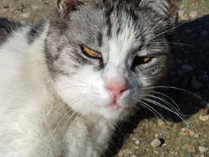 Cat at Le Cimeti�re des chiens d'Asni�res-sur-Seine near Paris