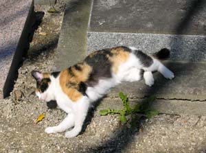Living cat at Le Cimeti�re des Chiens