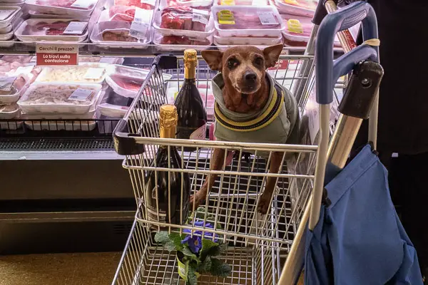 Dog in Venice's Despar Teatro Italia supermarket.